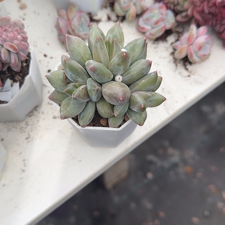 青蛙王子儿童牙膏11