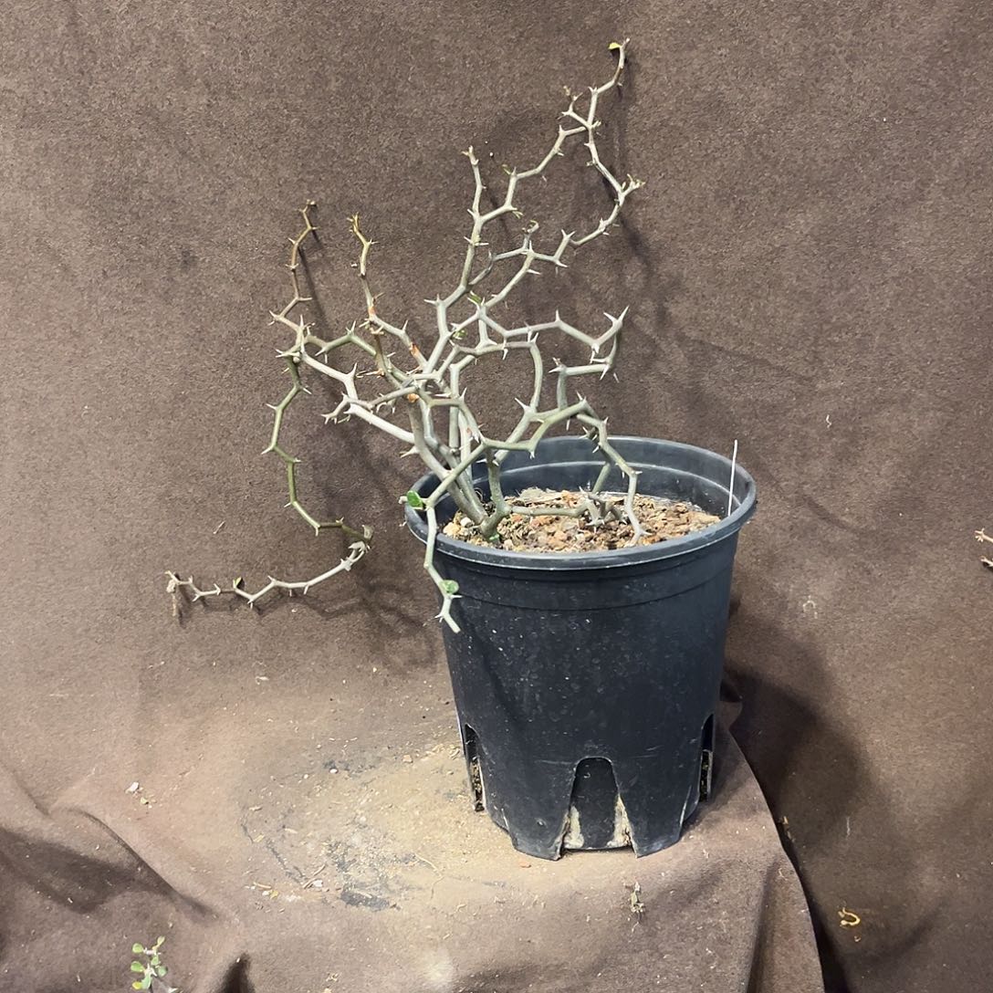 汤圆植物B08弯曲龙原价108