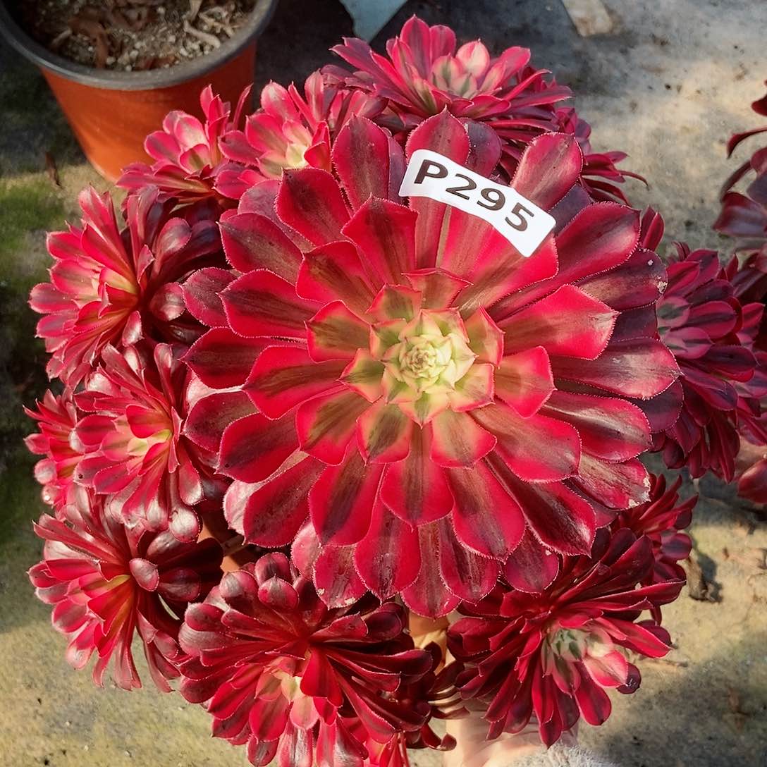 红陶295黑铜白3多肉