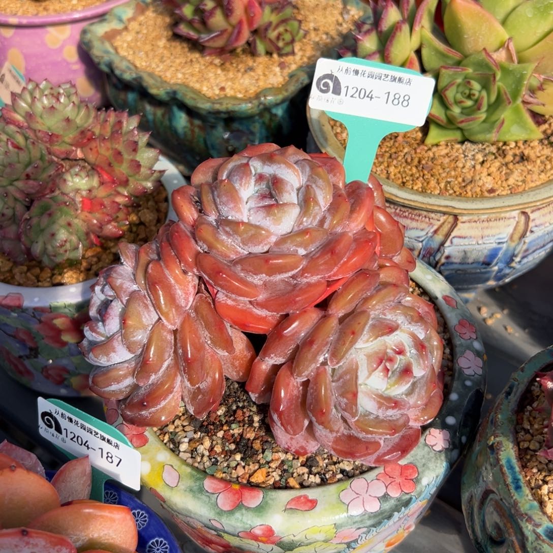 从前慢花园多肉编号1204-188