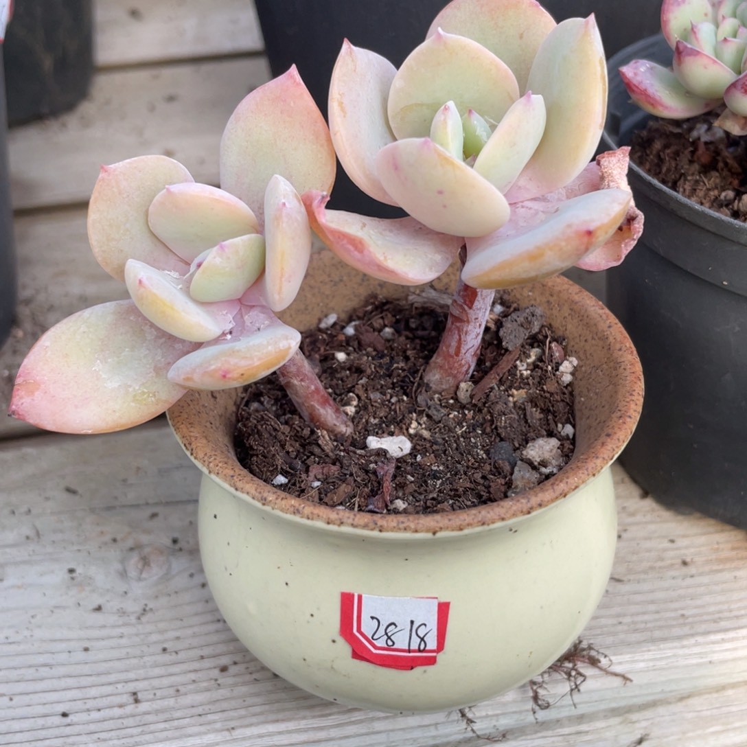 3016  白凤 六月六