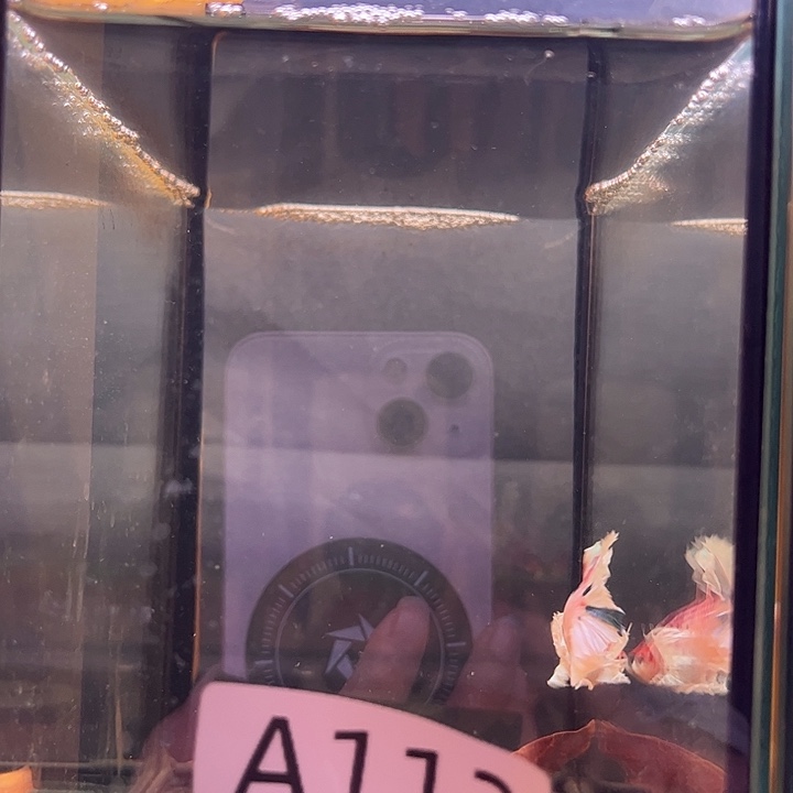 斗鱼泰国斗鱼A112A131号
