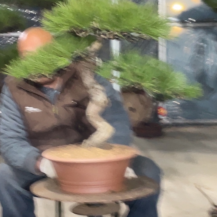 无花朵精品三河黑松