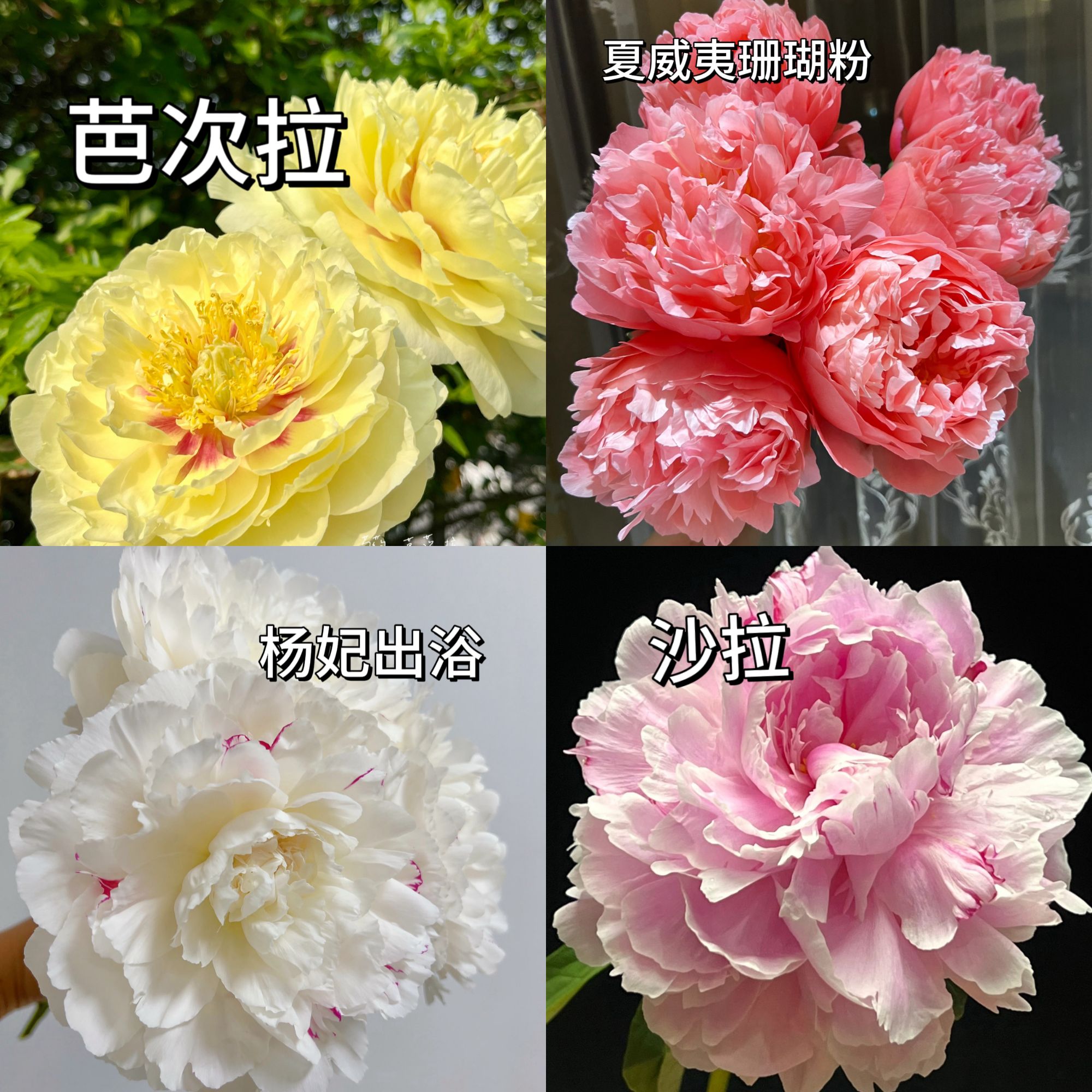芍药一年原棵苗5-8芽 山东菏泽直发