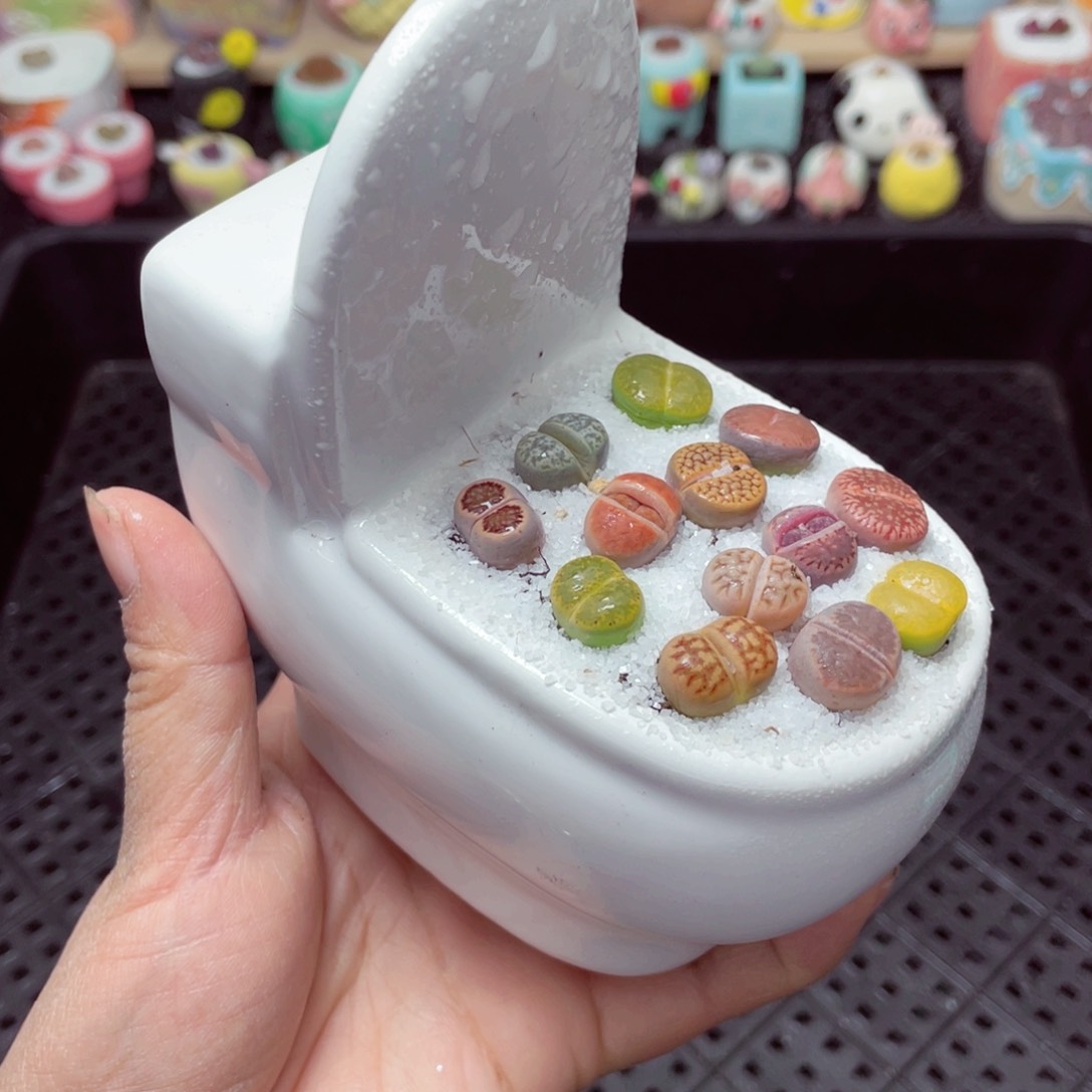 w5150 带盆土发货-零下地区拍保温箱