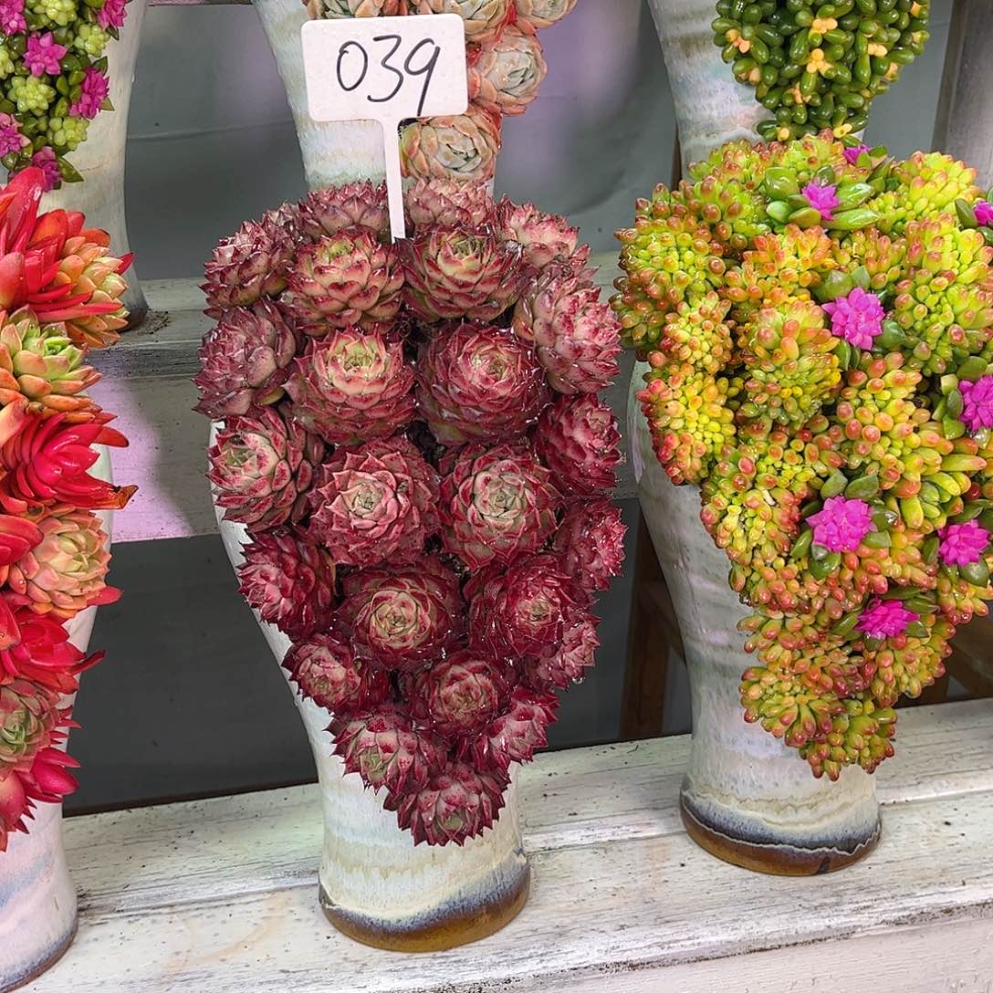 小海螺这个是真的很好看