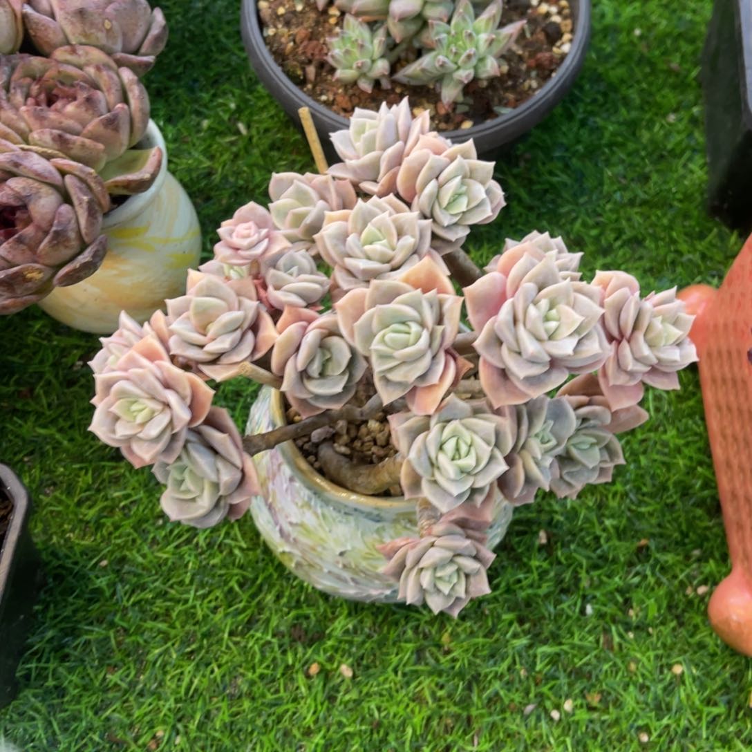 牡*可爱玫瑰群生带花盆一物一拍