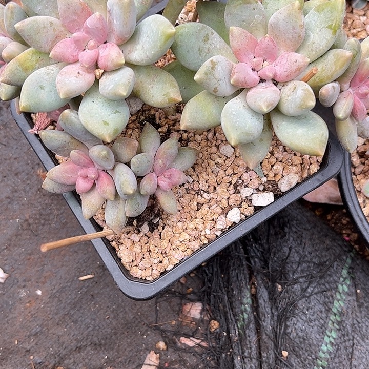 8***0多肉植物一物一拍
