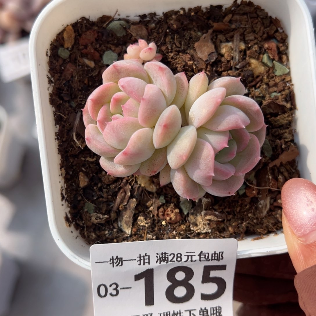 玉笛多肉多肉多肉多肉