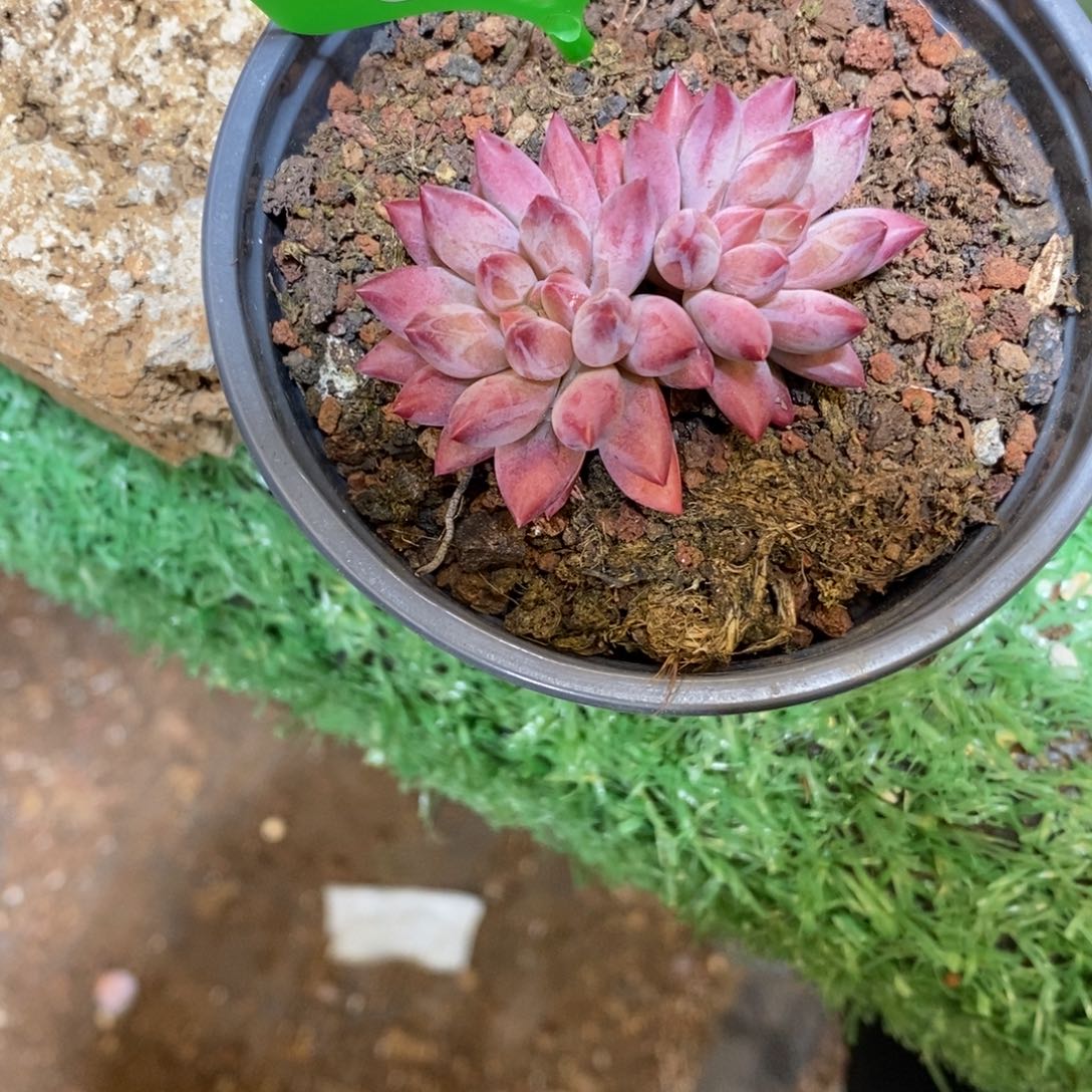 807011双头虞美人多肉