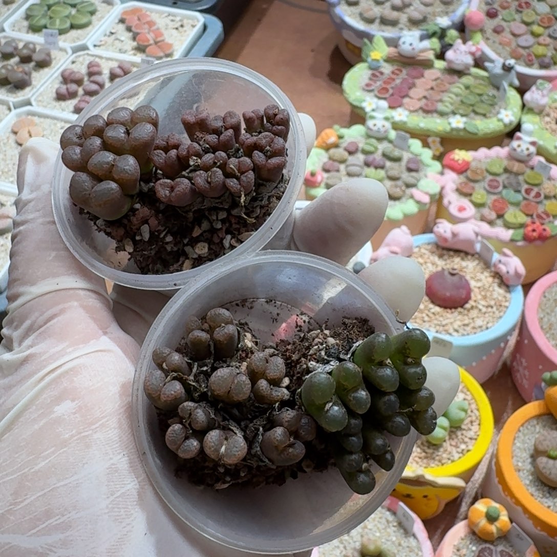 煮***茶1225-07肉锥肉锥肉锥