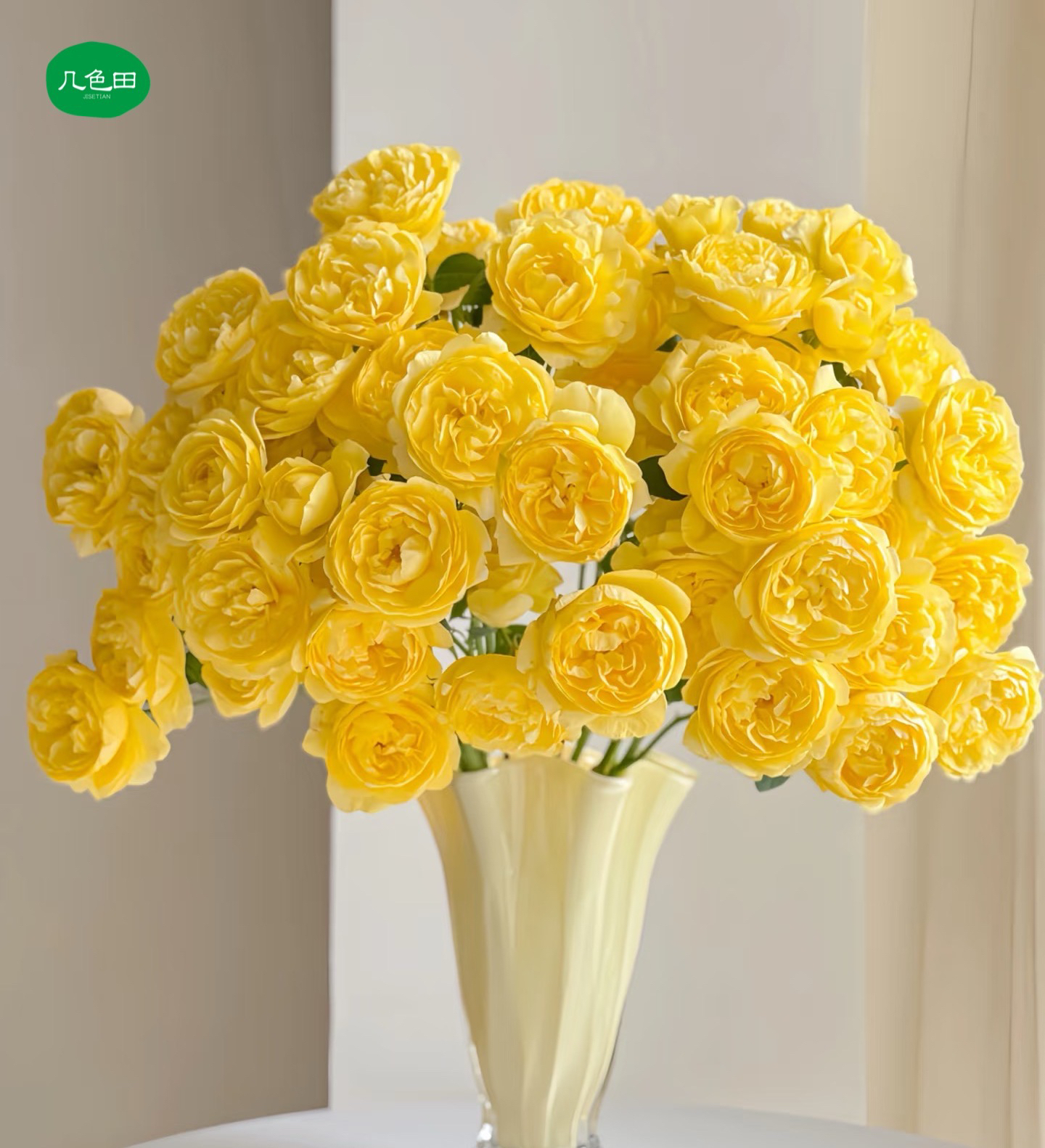 杨桃汁阳台—稀有多头玫瑰云南直发鲜花云南花插花鲜花