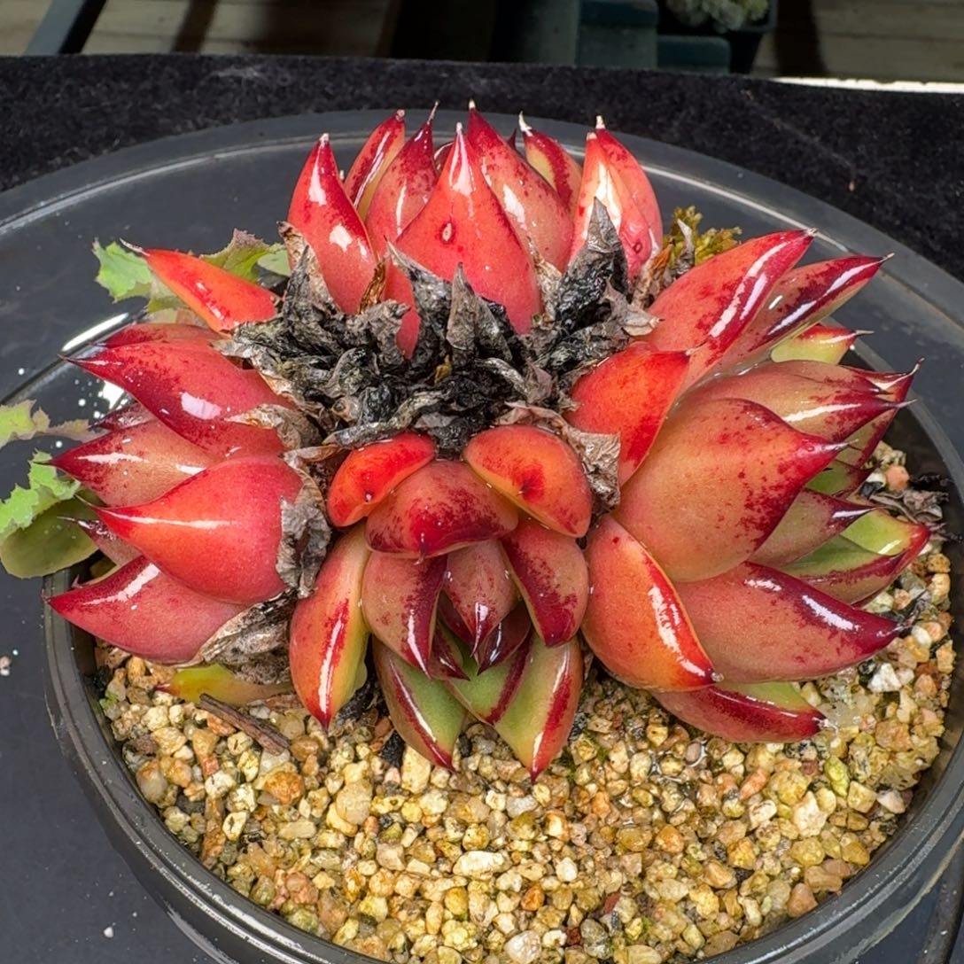 从前慢多肉精选编号1204.351