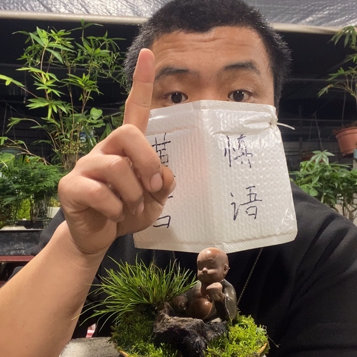 周***粥以实际为准盆景绿植盆栽85