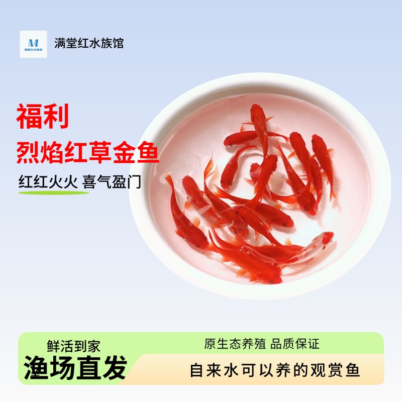 【5-7厘米21条】烈艳红草金鱼精品金鱼观赏鱼超萌好物