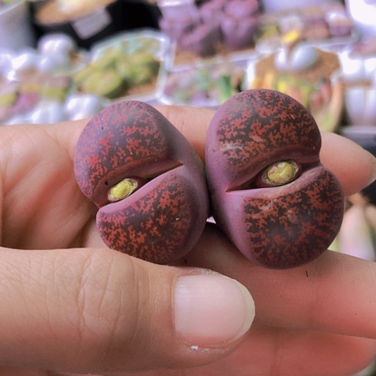 无花朵0433，5年酒红双头