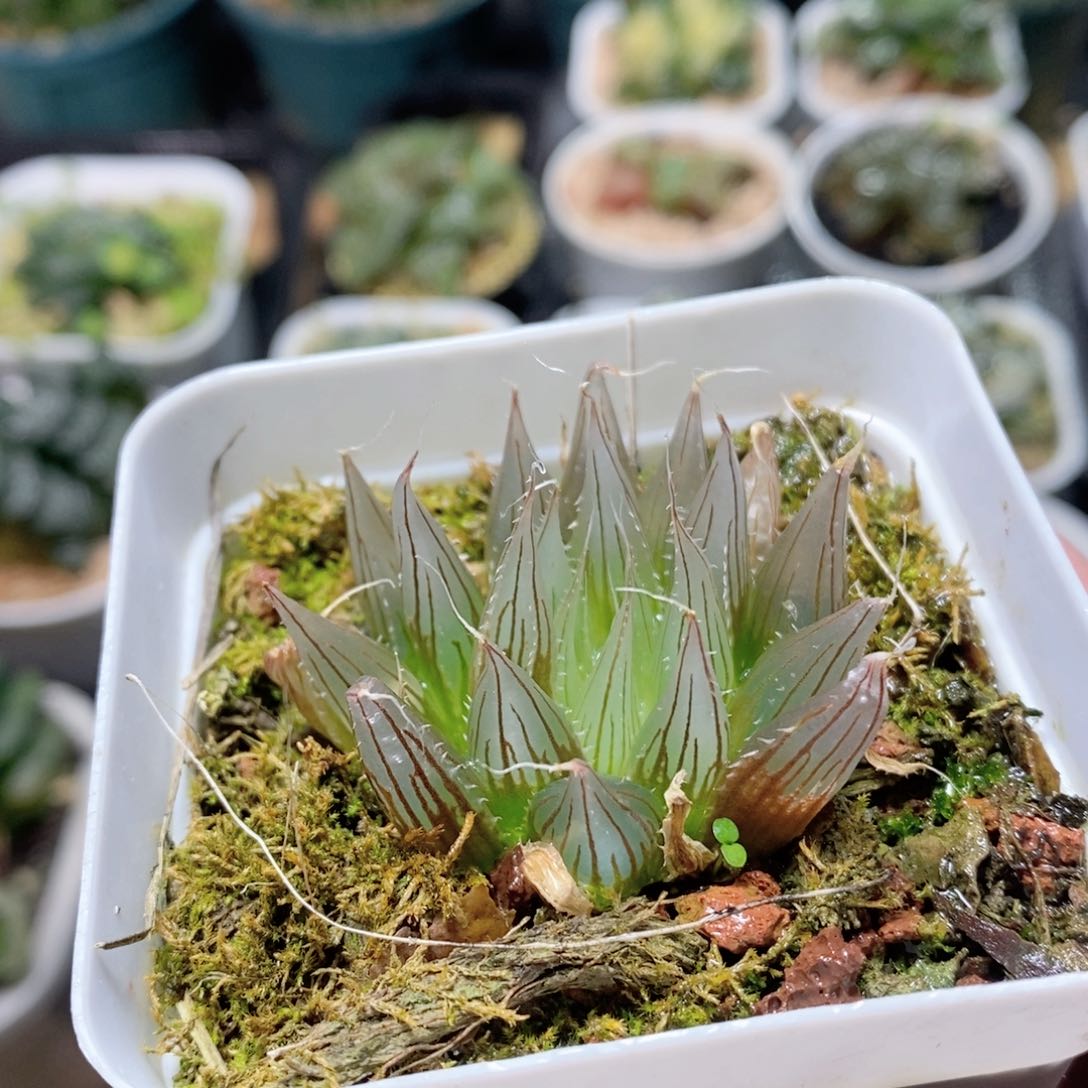 大卫针管玉露多肉植物