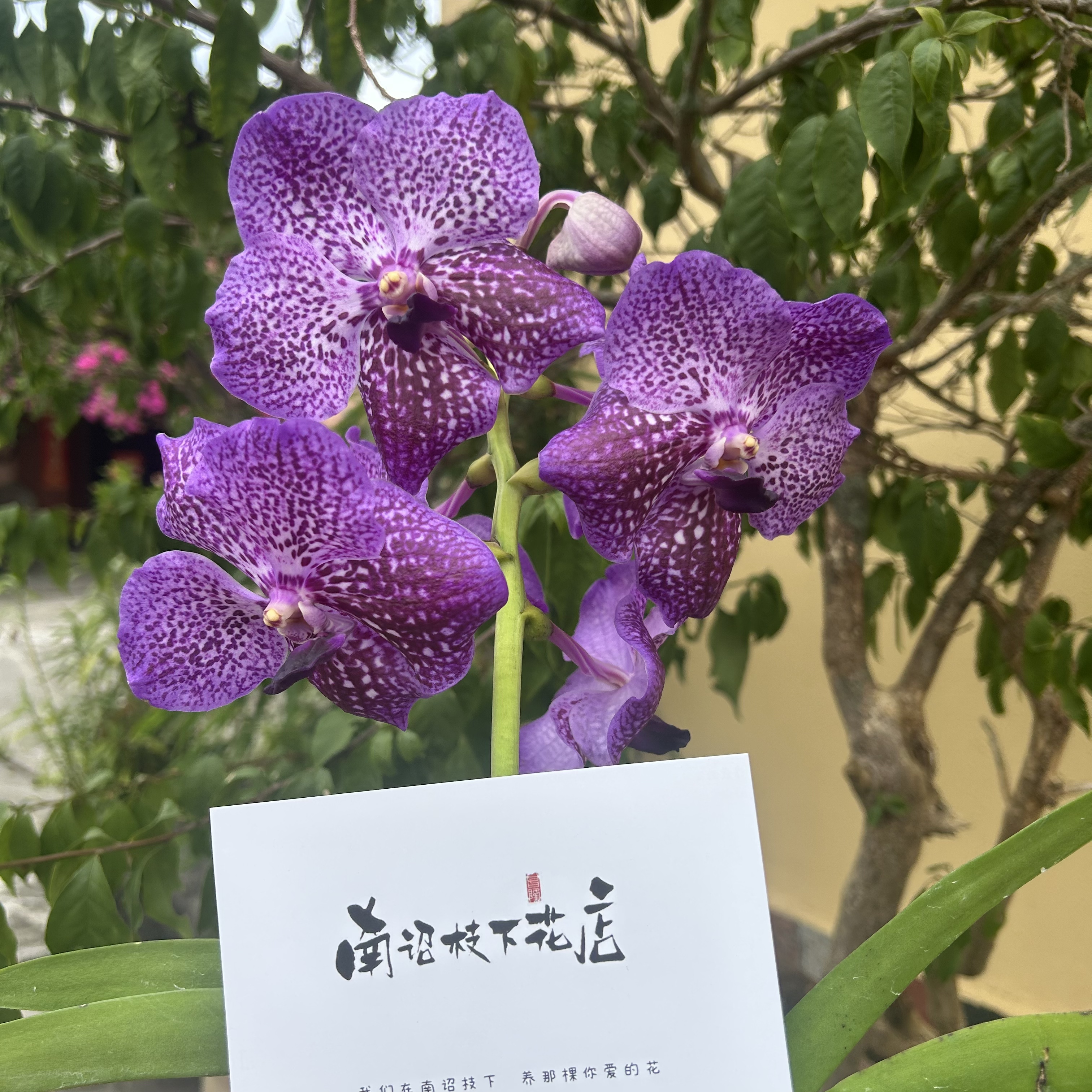 【南诏二级】通通钻石万代（盆栽），大花浓香，简单好养