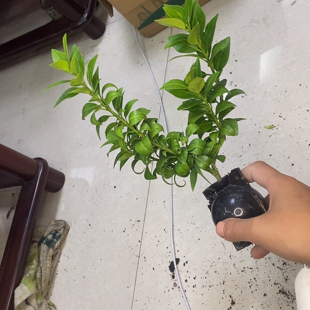 C***P无花朵爸爸爸爸跟爸爸跟838
