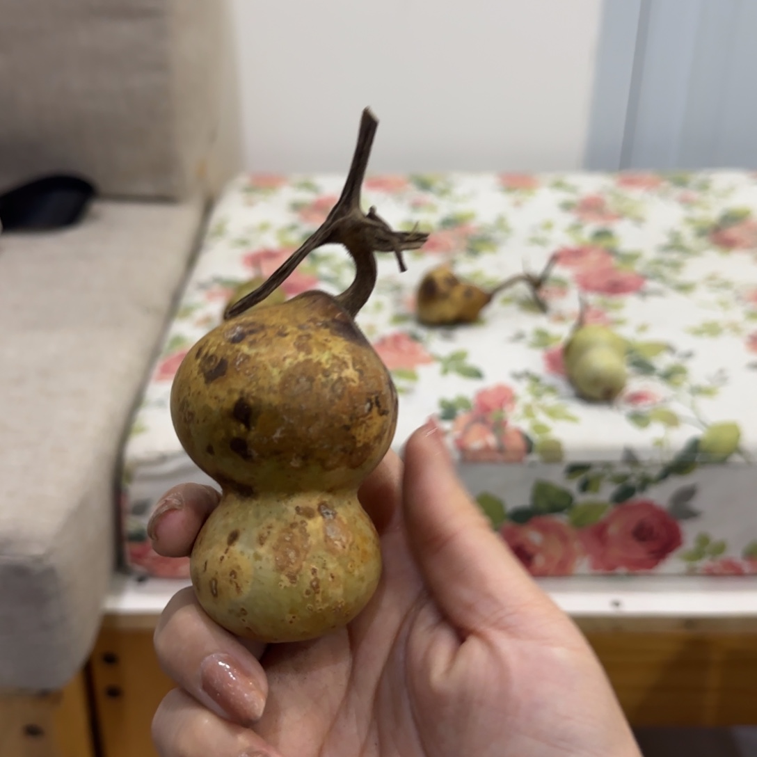 葫芦哥hi过分刚回家很喜欢急急急