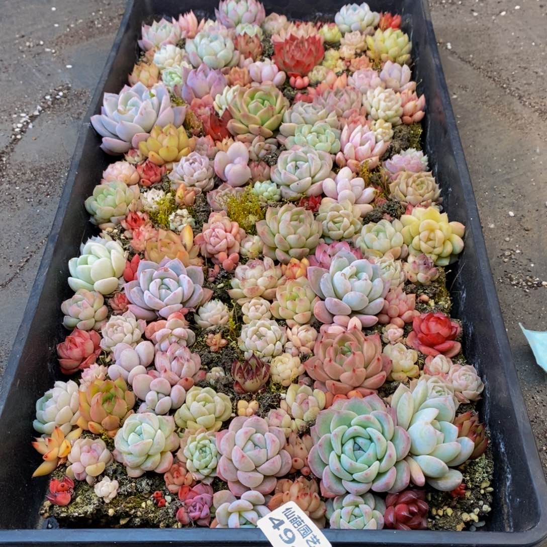 ?494多肉植物保护研究所所长助理