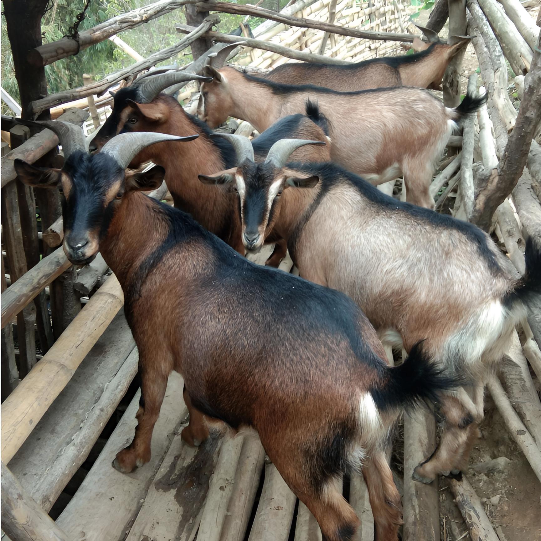 湘西农家老品种跑山羊