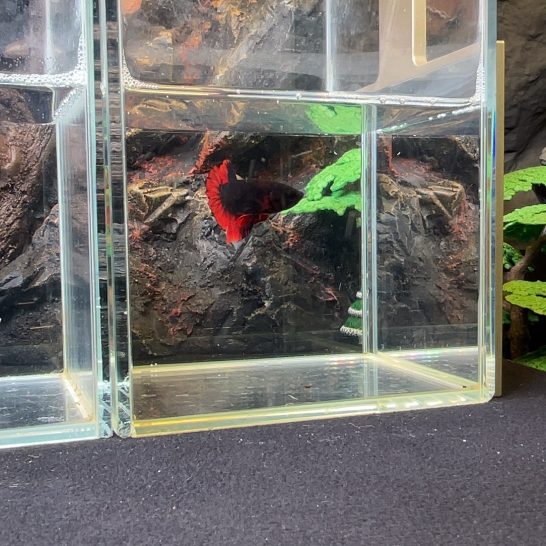 斗鱼十二月二十三日竞价