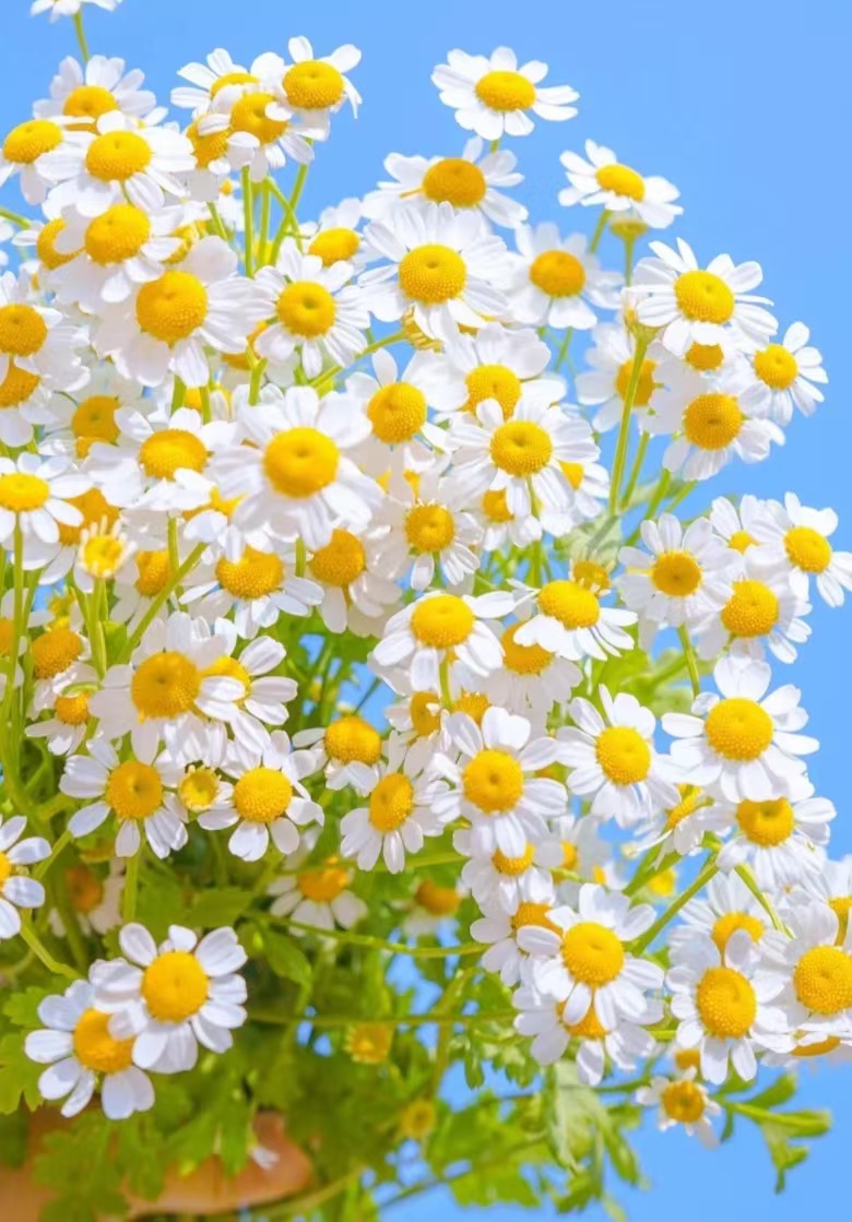 洋甘菊-鲜切花--云南基地新鲜现采现发-收到货需要醒花