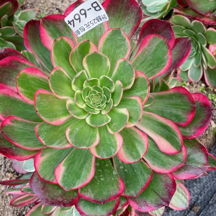 644粉花妖多肉12345678