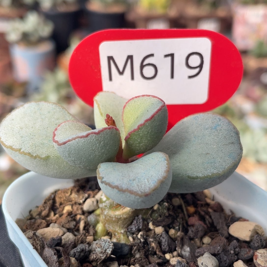     白雪公主。  619。   