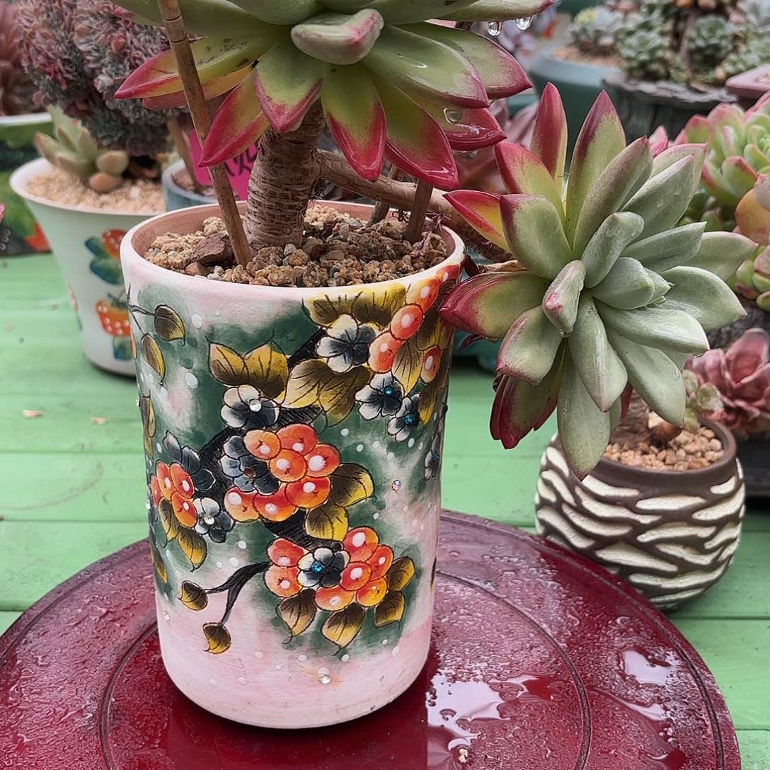 多肉植物啦啦啦啦啦