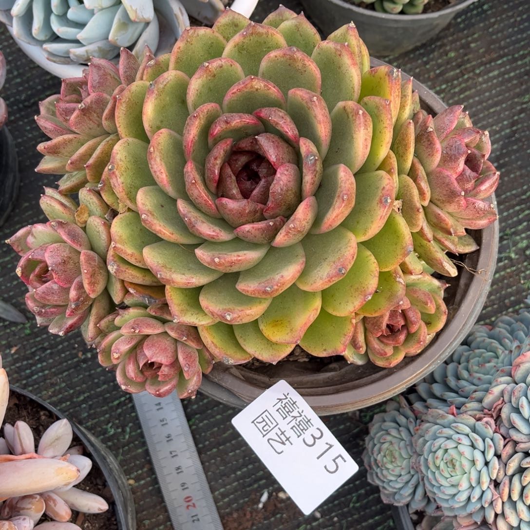 315水晶玫瑰多肉植物