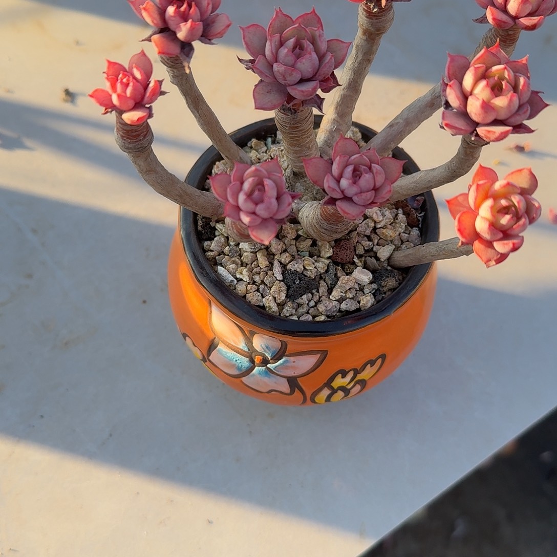 羚***主赫拉多肉植物一颗