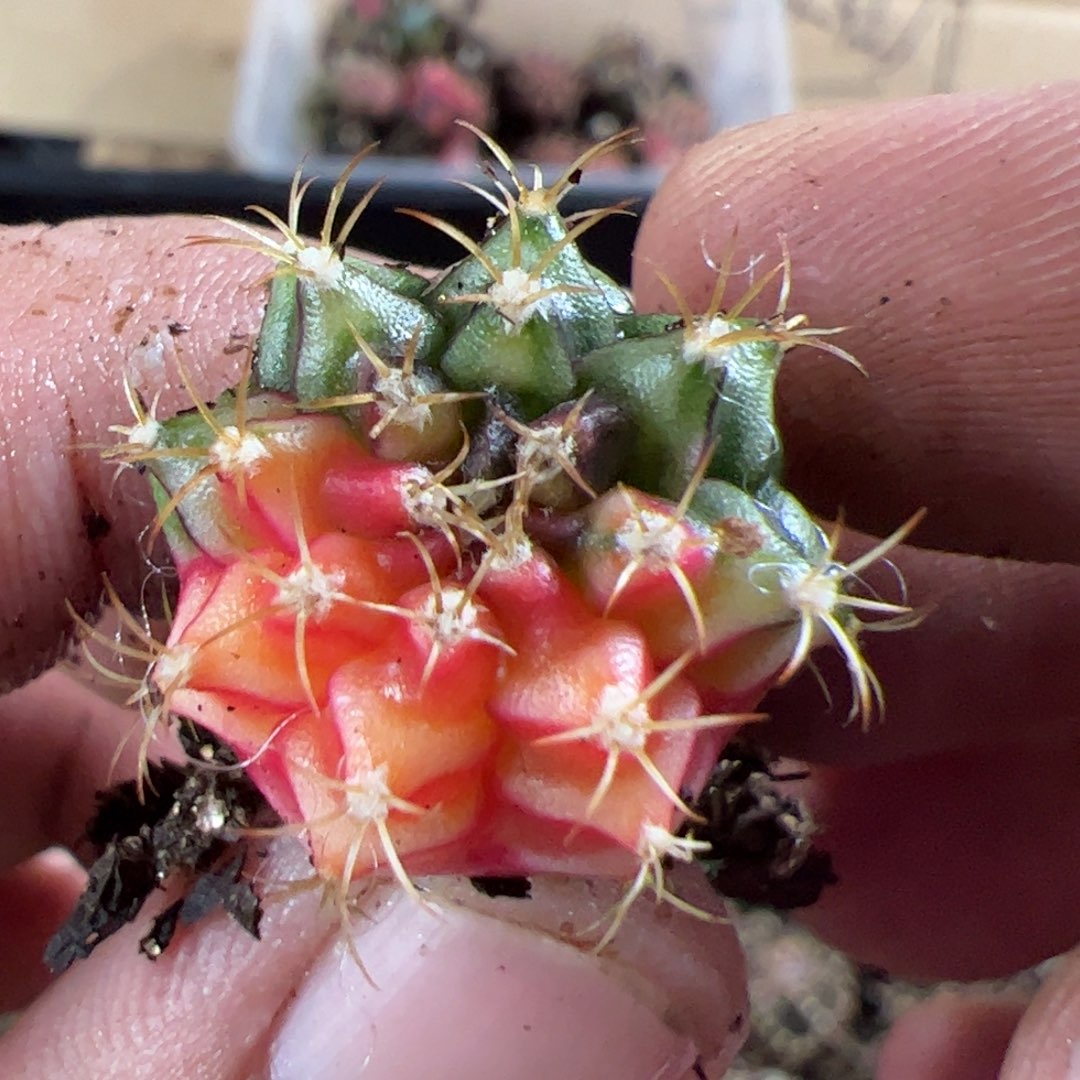 当前无花栽培后可以开花665