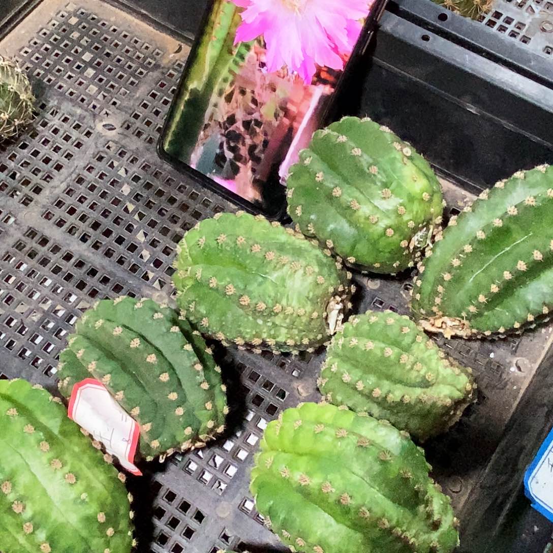 毛 国王/侧芽歪20包邮/5公分