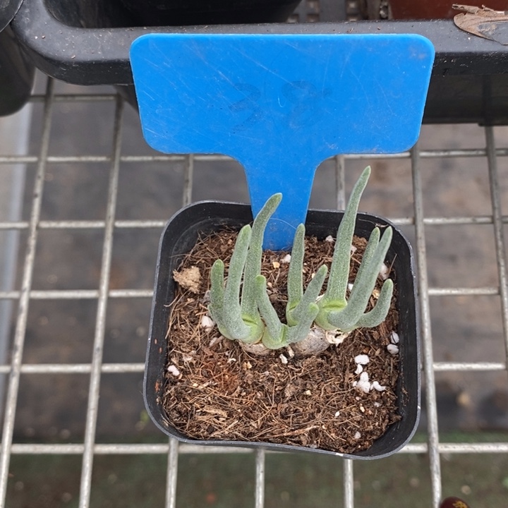 伯克利和格蕾纳等著名音乐