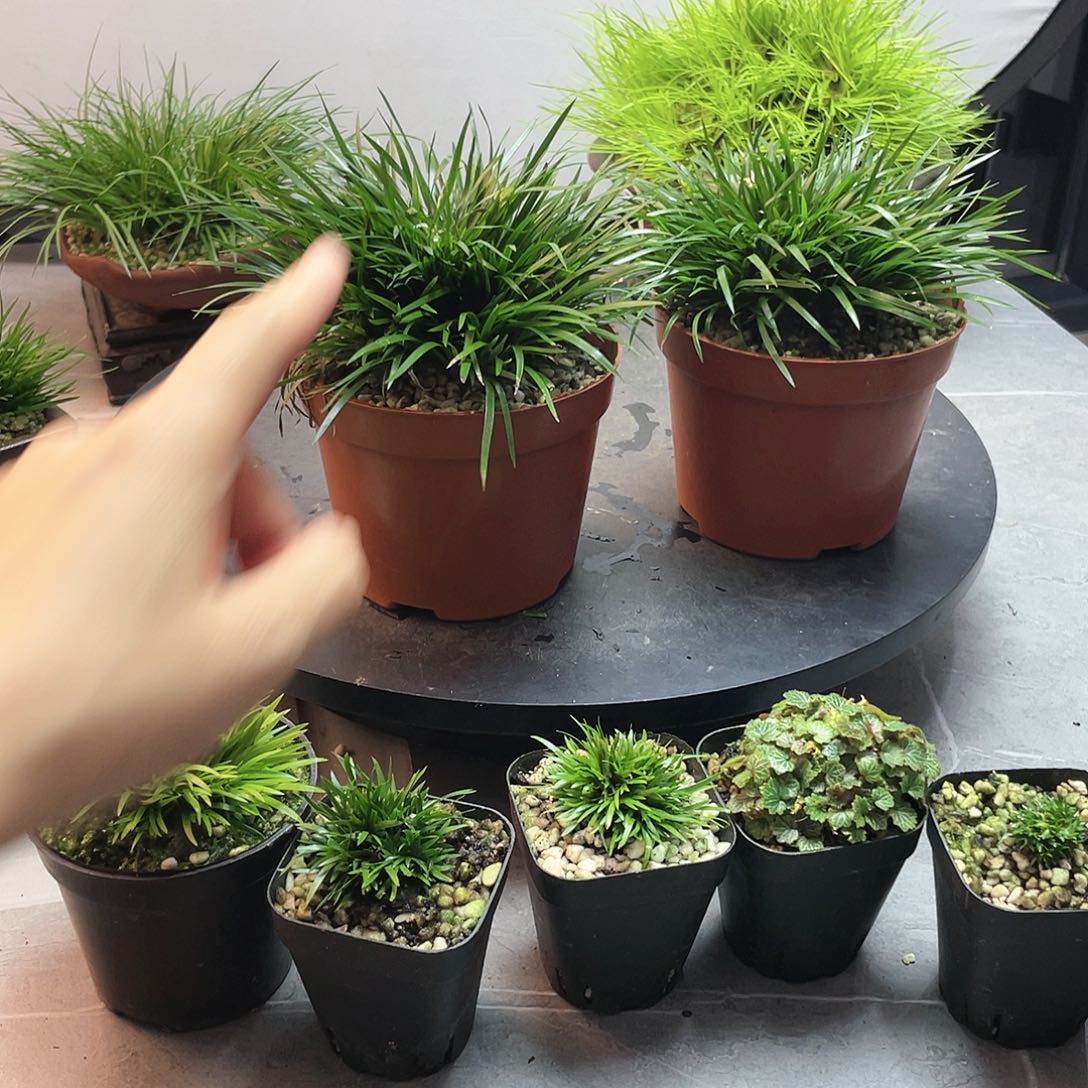 无花朵l*d菖蒲金钱