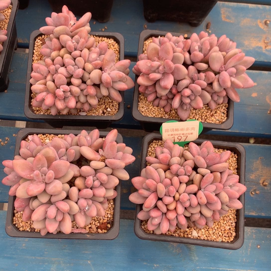 蜜多丽无砍平头随机发一颗