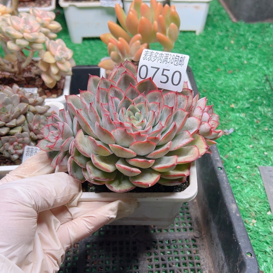 无花朵多肉一物一拍植物0570