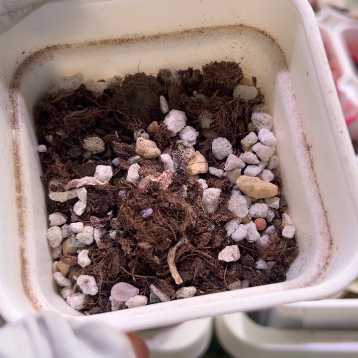 多肉植物多肉植物