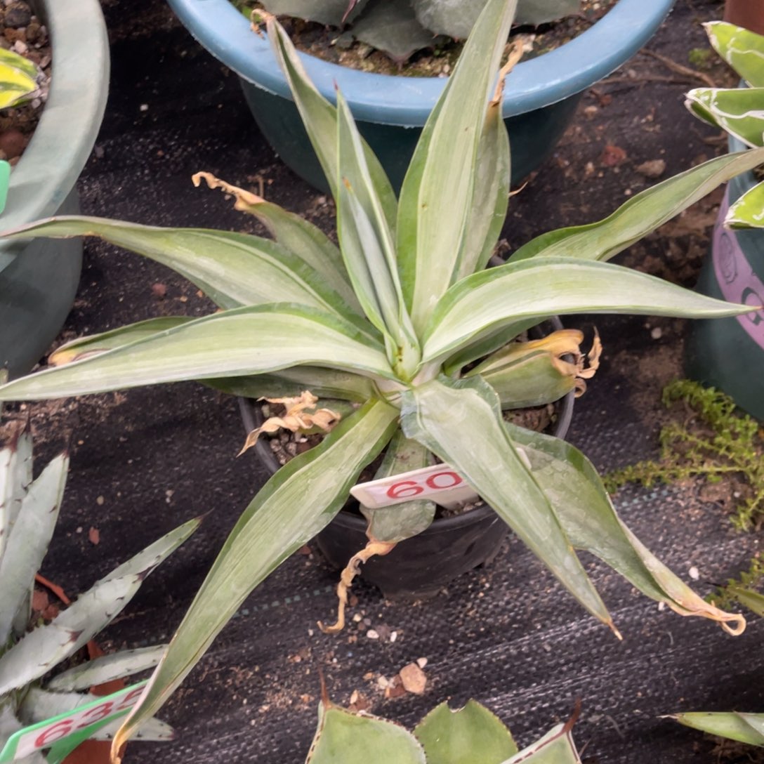 美国块银龙舌兰系列