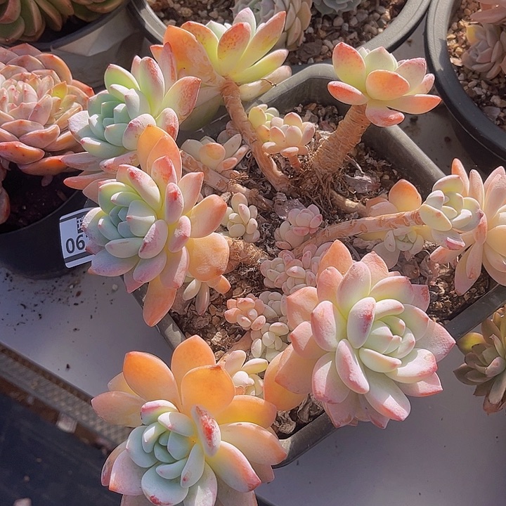 冷香06107多肉植物