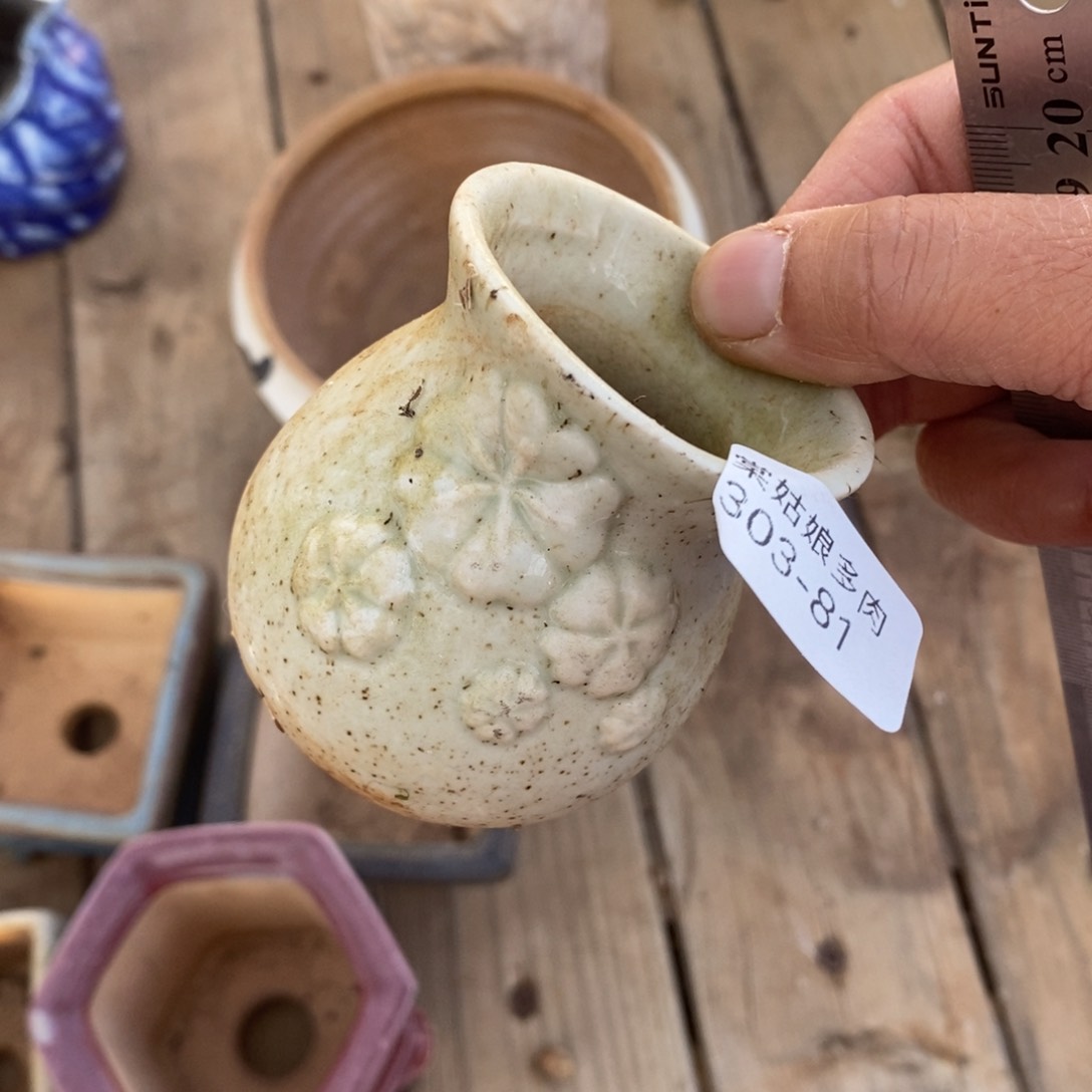 红陶81号多肉盆一个呀