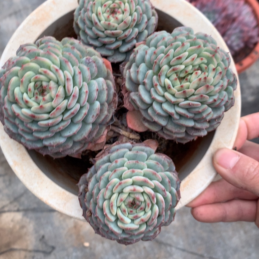 友家多肉一物一拍