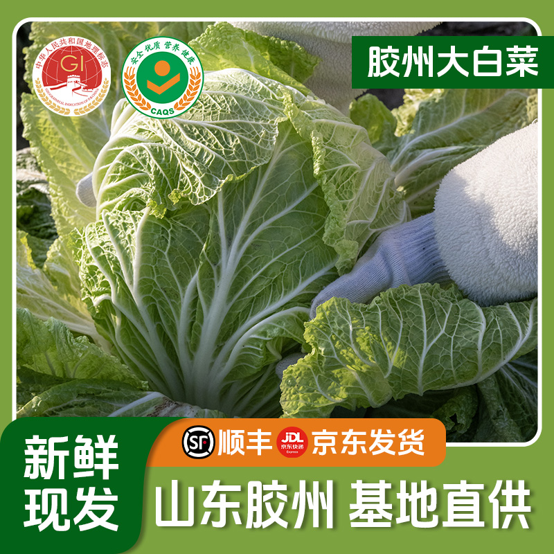 【精品单颗礼盒】胶州大白菜生态健康产地直供包邮2kg单颗小白菜