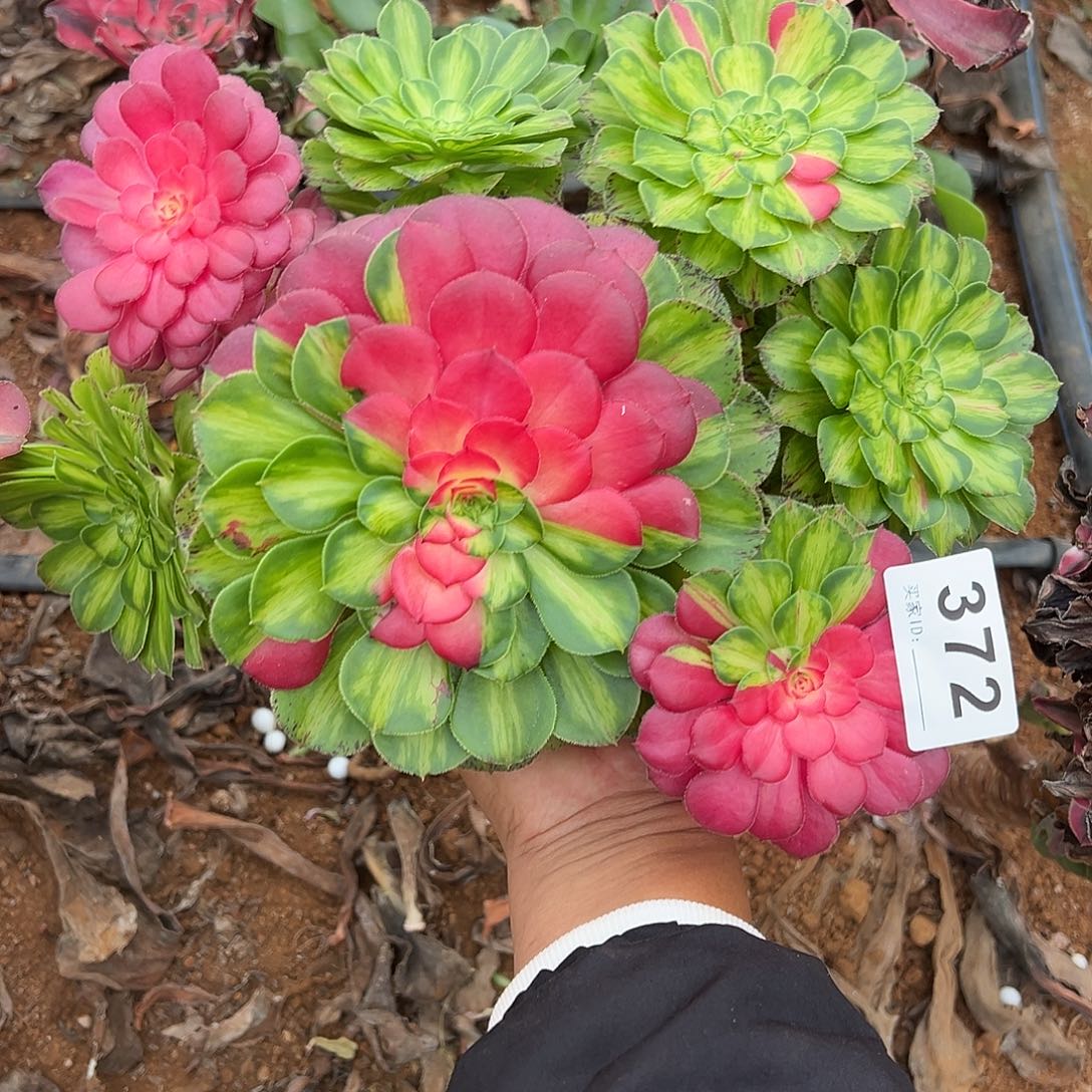 云***潇精品多肉植物372知否