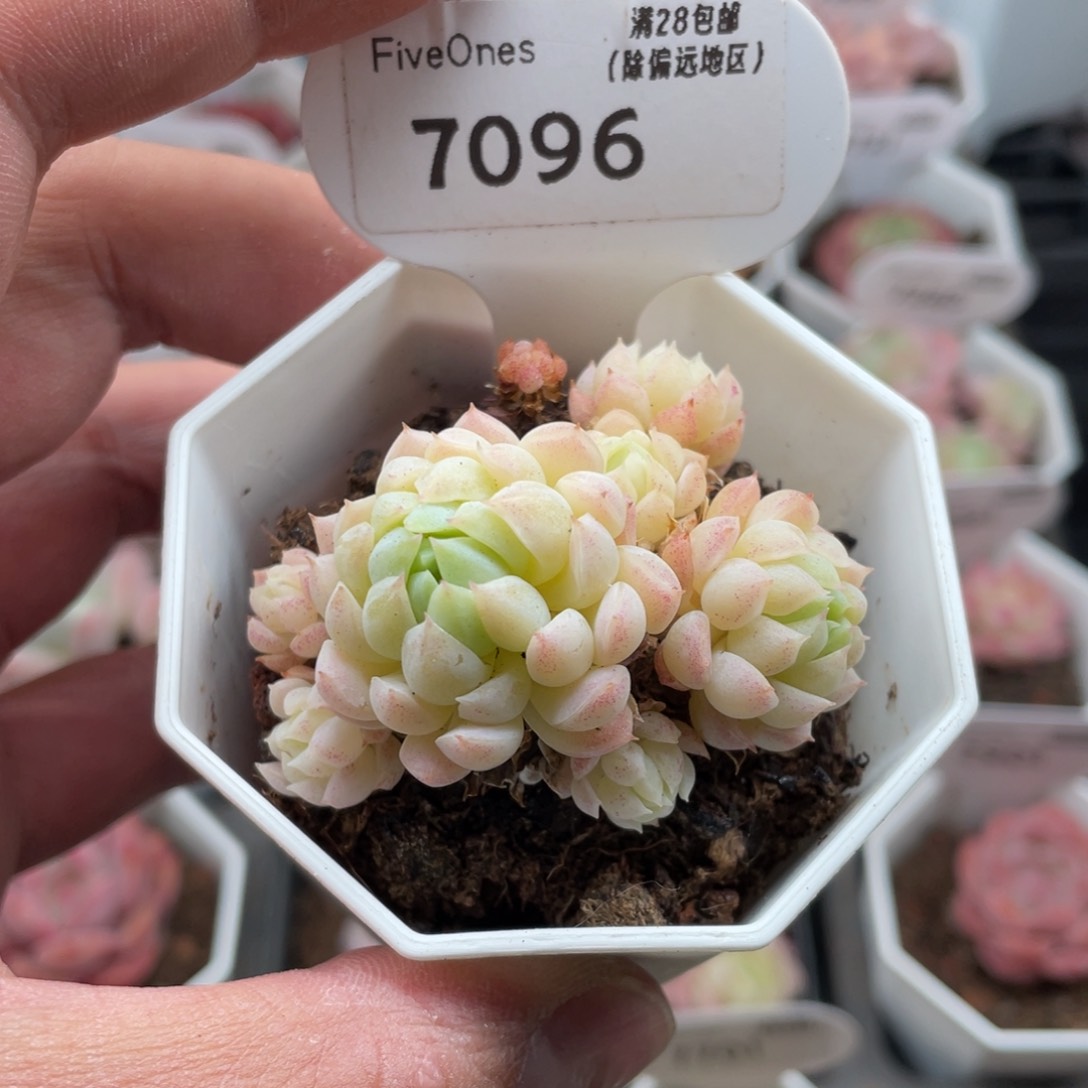 7096羊脂玉5厘米