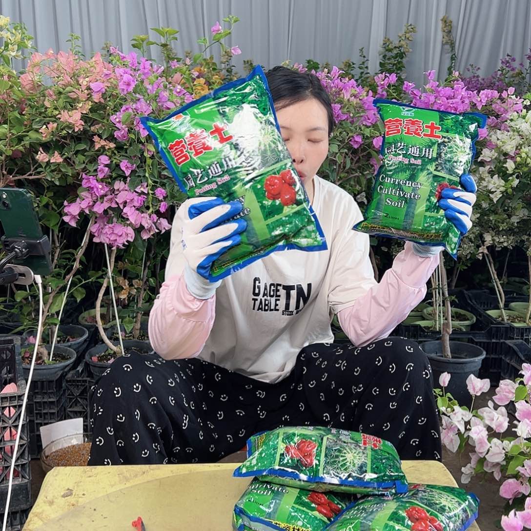 大部分花苞少量开放土5包