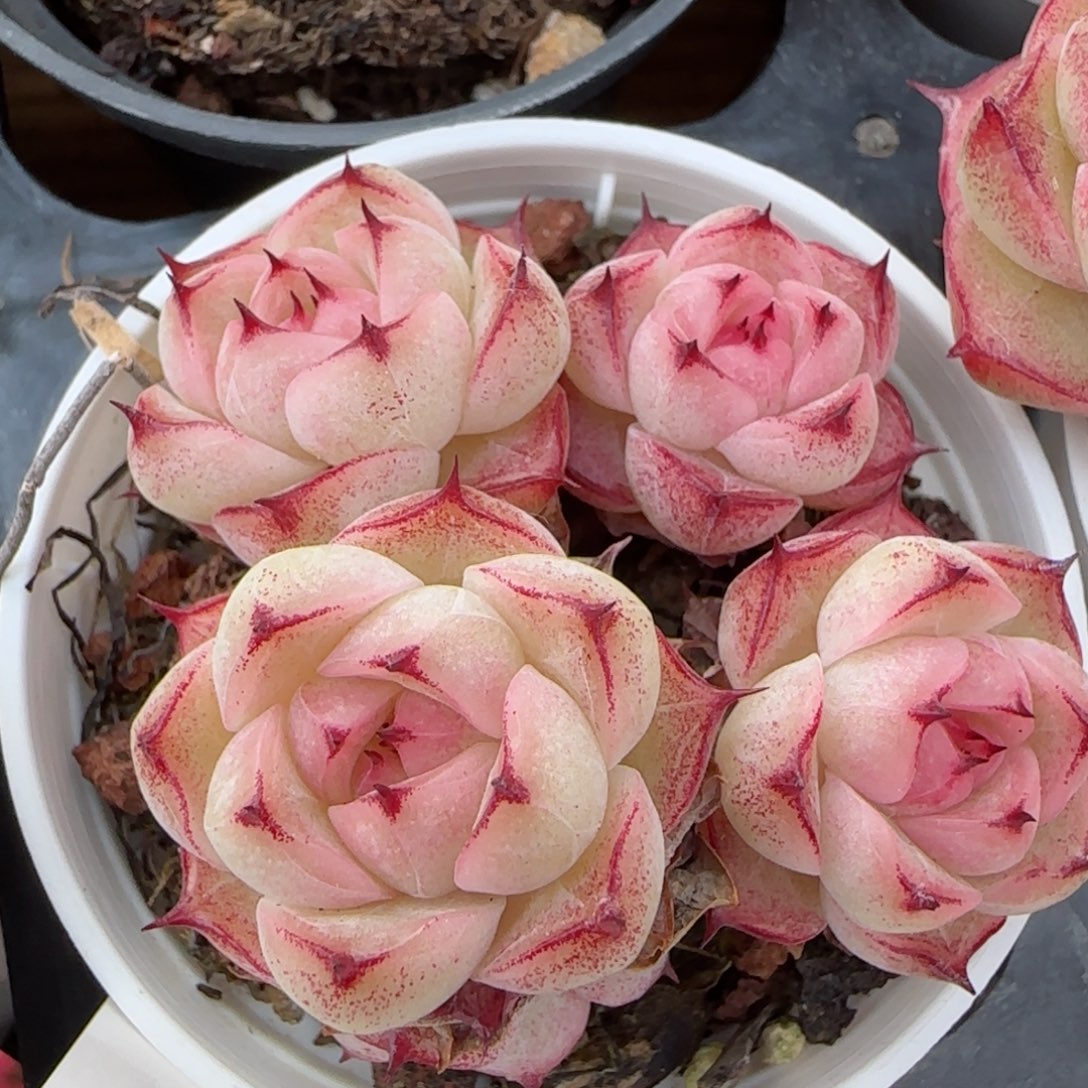 花语逸镜0201-154