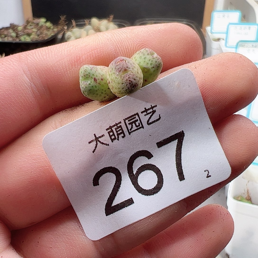 0000267 一物一拍……